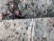 うみさんの白山神社の投稿写真1