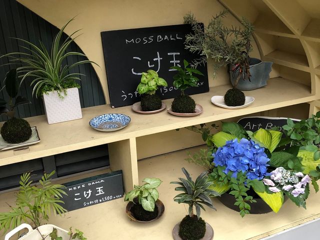 中庭飾り棚のコケ丸達_アート・ビオトープ那須