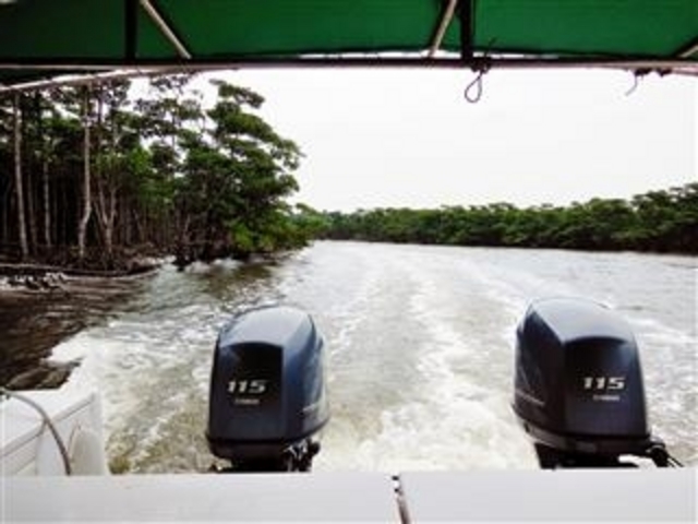 「仲間川マングローブクルーズ」_仲間川遊覧船