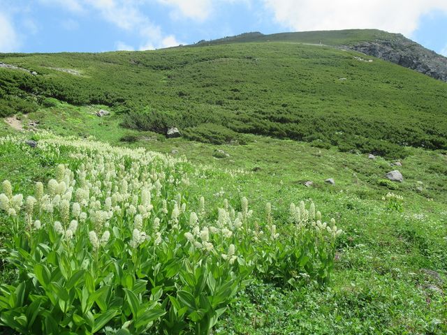 群生する高山植物_畳平
