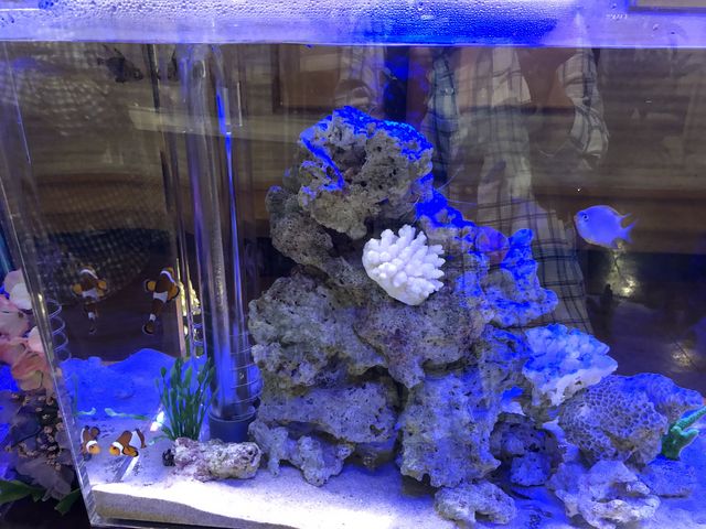 待ちスペースにある熱帯魚の水槽_焼肉・冷麺ヤマト 北上店