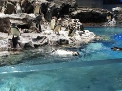 すみだ水族館の写真1