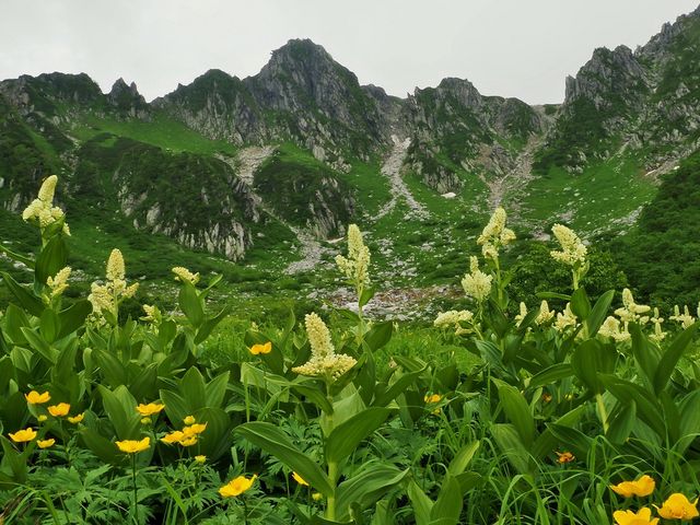 今年はコバイケイソウが満開_千畳敷カール
