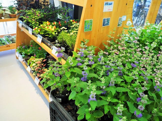 道の駅 花の里いいじま_道の駅 花の里いいじま