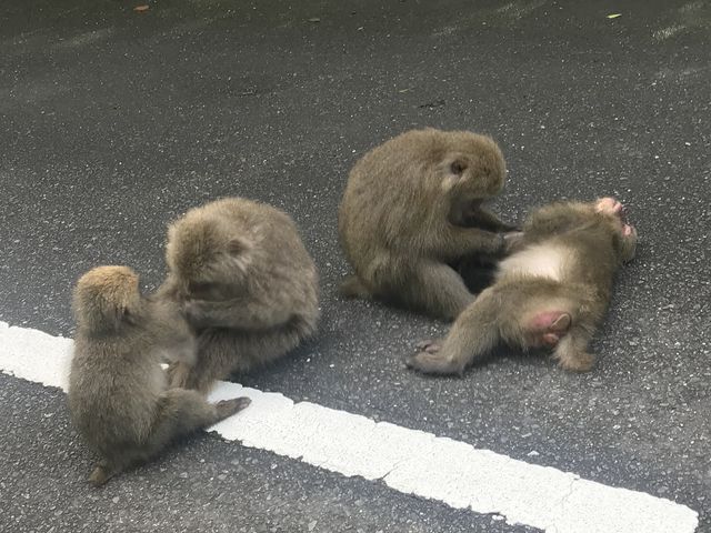 西部林道B_西部林道