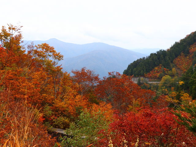 白山白川郷ホワイトロード山頂が見頃を迎えました。
早朝の雲海も素晴らしい景色です。_白山白川郷ホワイトロード
