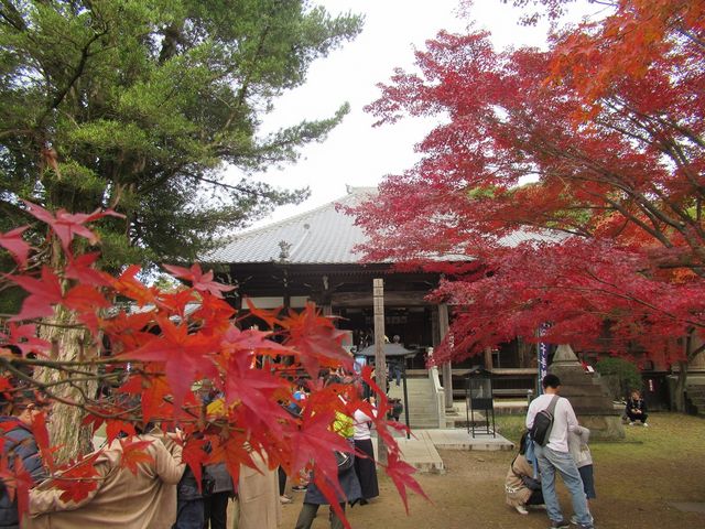 本堂前の紅葉_寂光院