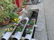 スターさんの鹿野の投稿写真1