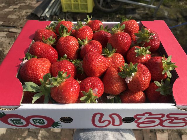 真っ赤な『あまおう』_うるう農園