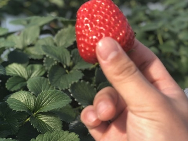 綺麗な苺_KING FARM