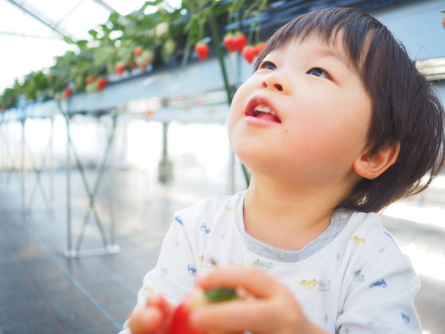 イチゴに見惚れる息子_とよさんファームいちご園