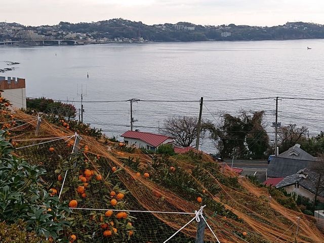 途中で海が見えます_マルフクガーデン