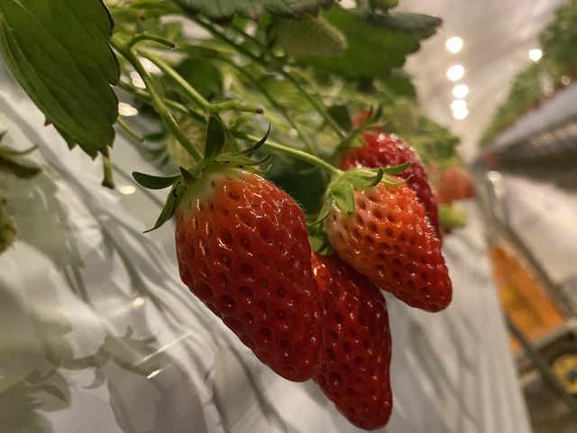 鈴なりに実った章姫_たかおかふぁーむ