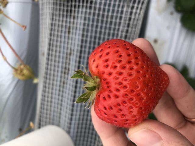 ハート型いちご_谷口観光いちご園