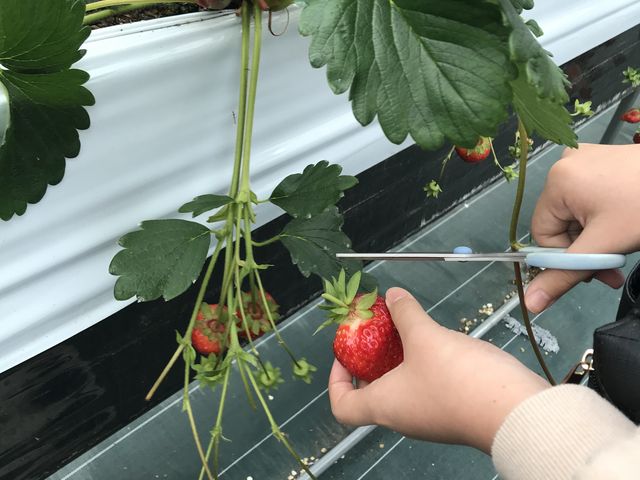 ハサミで切るので楽チン_佐藤農園