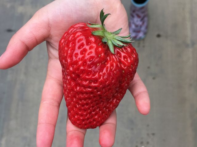 4歳の手のひらです。
手のひらと同じくらいの熟したイチゴが沢山あります!_Ciel farm(シエルファーム)