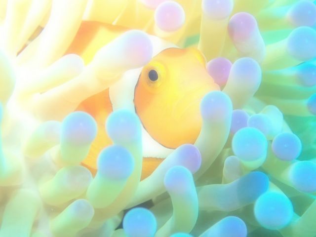 カクレクマノミ♪_Diver'sguide guma