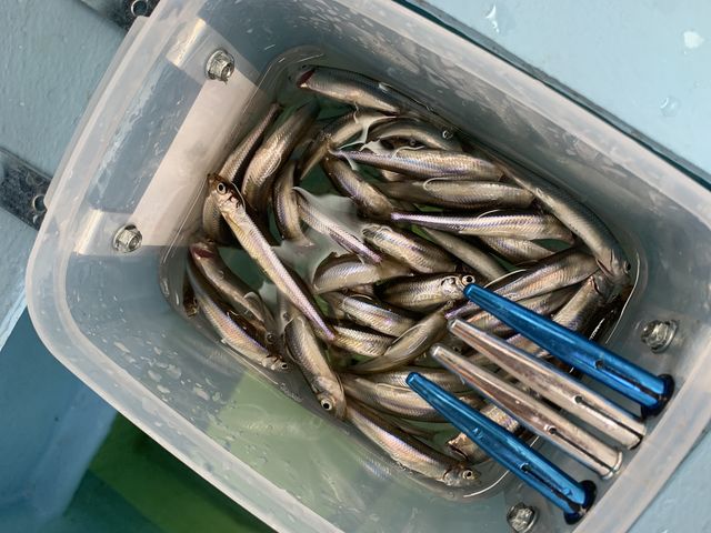 釣れたワカサギたち!_ボートハウスメイン