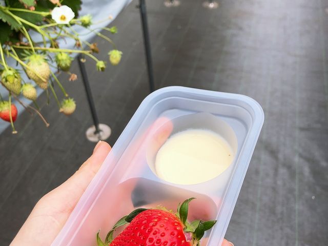 練乳付きです。苺がいい香りでした。_【伊勢崎】かとういちご園