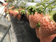 でめきんさんの佐藤農園の投稿写真2
