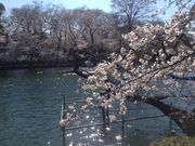 ひーちゃんさんの井の頭恩賜公園の桜の投稿写真2