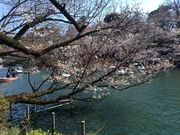 ひーちゃんさんの井の頭恩賜公園の桜の投稿写真3