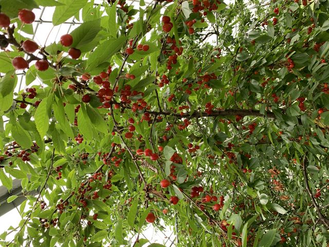 佐藤錦の食べ放題です(*^o^*)_トモチャン園