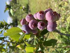 ももちゃんさんの小林観光ブルーベリー園への投稿写真2