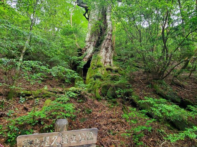 大王杉_屋久島ガイドツアー