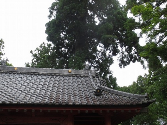 涼ヶ岡八幡神社の夫婦杉