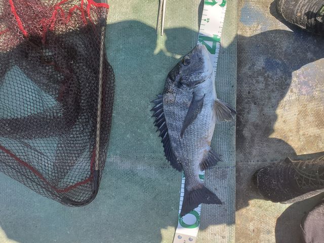 まあまあの大きさです。_日本海水産