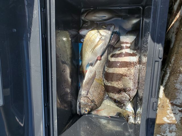 石鯛は嬉しいです。_日本海水産