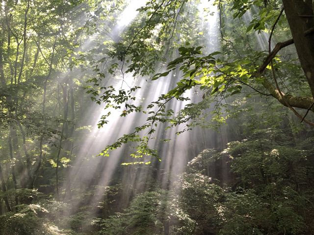 朝の景色です_モモンガの森