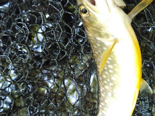 毛針で釣ったイワナ_特定非営利活動法人 しもかわ観光協会