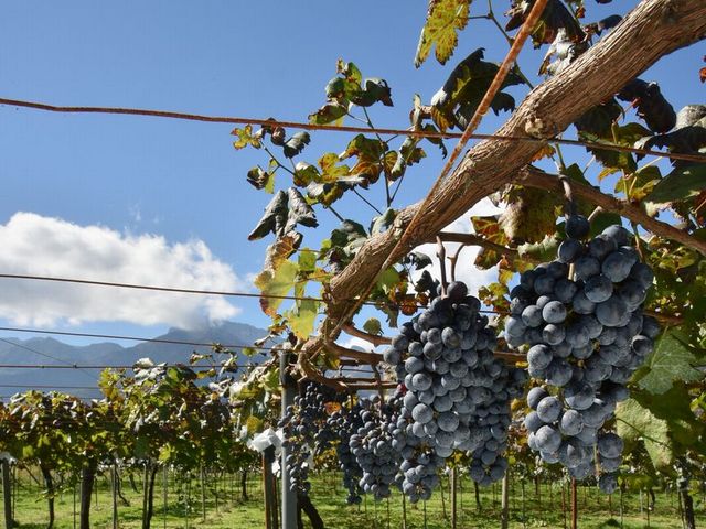 カベルネフラン種が栽培されています。_シャルマンワイン