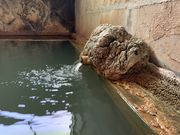 hijikigokeさんの鹿沢温泉の投稿写真3