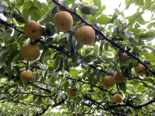 たわわに実った梨_福田果樹園