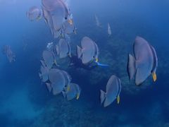 楽々太郎子さんのDIVING SHOP RYAAANへの投稿写真1