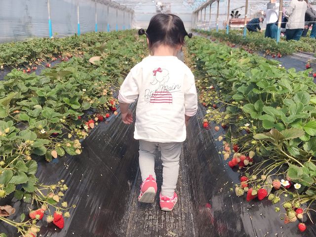 絶妙な高さにいちごがあるので踏み潰す心配もありません_前川いちご園