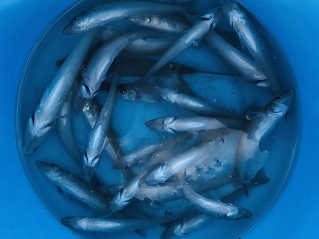 キスが釣れました_海の京都DMOツアーセンター
