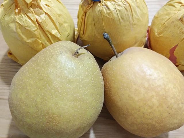 王秋梨。700gもあるような大玉。日持ちする品種で10月末に収穫して余裕で正月に食べれるとか・・_観光梨園 博水園