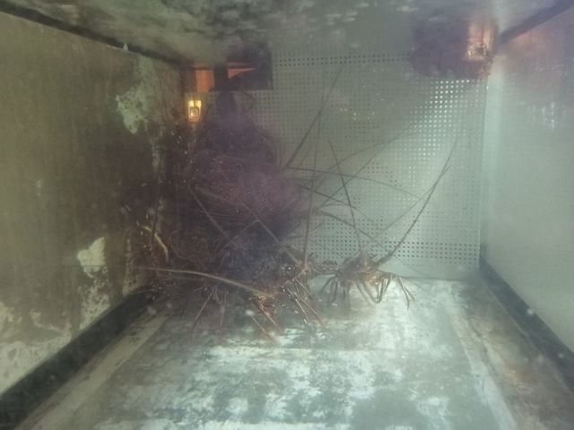 水槽の中の伊勢海老_なべ割