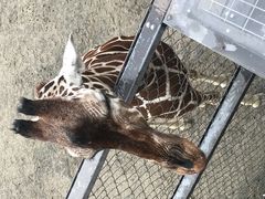anzuaiaiさんの京都市動物園への投稿写真1