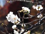 雷ちゃんさんのすずらん公園の投稿写真4