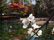 雷ちゃんさんのすずらん公園の投稿写真5