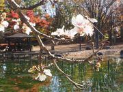 雷ちゃんさんのすずらん公園の投稿写真6
