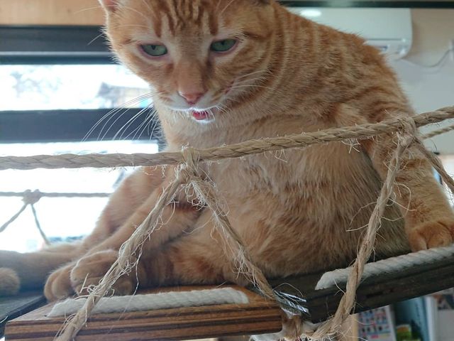 つり橋ネコちゃん_にゃんliving