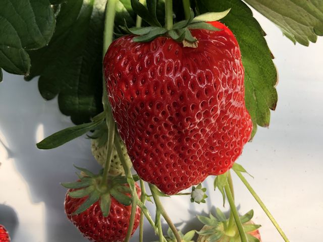 とっても大きかったです。小さいのが普通サイズよりチョット小ぶりなかんじです。_上の原農園