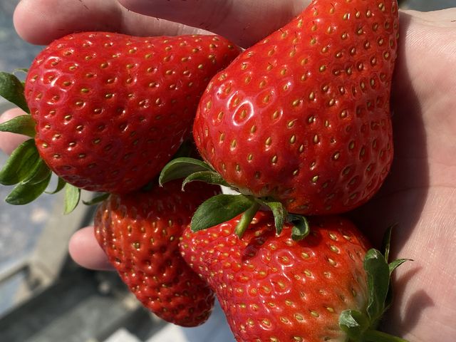 大きくて真っ赤なイチゴ_私と苺(ガイアとなみ)