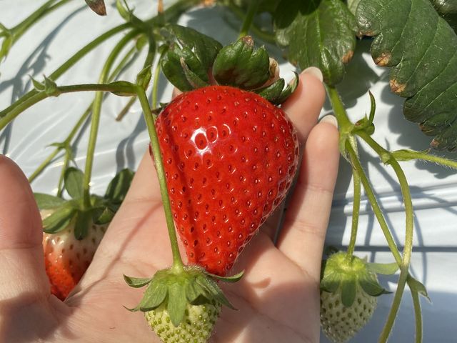 サイズも十分大きくて甘かったです_かたのいちご園